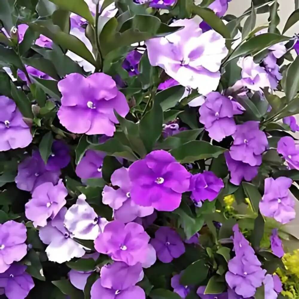 Brunfelsia Pauciflora Seeds 