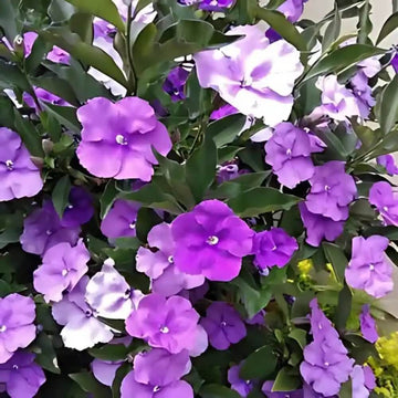 Brunfelsia Pauciflora Seeds 