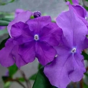 Brunfelsia Pauciflora Seeds – Purple Cottage 