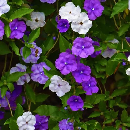 Brunfelsia Seeds – Planting