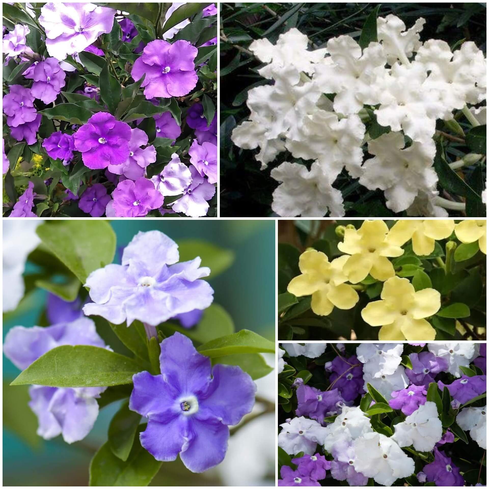 Brunfelsia Seeds 