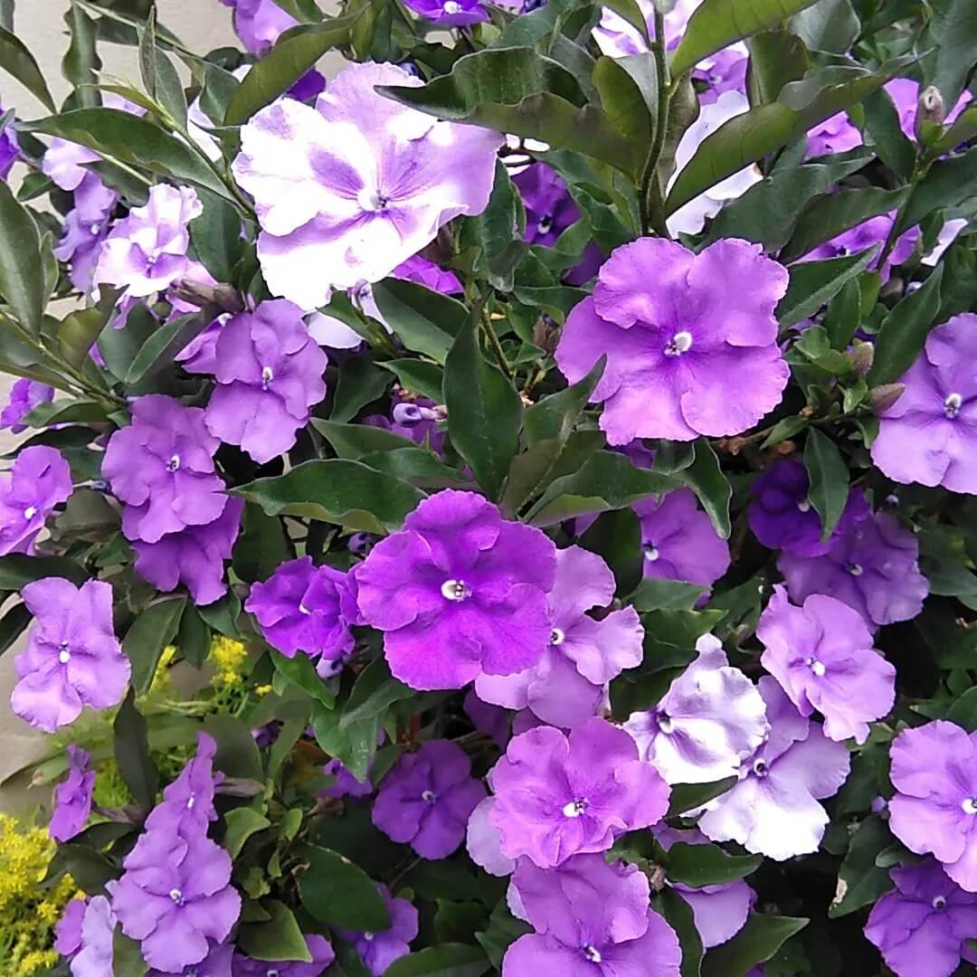 Brunfelsia Seeds 