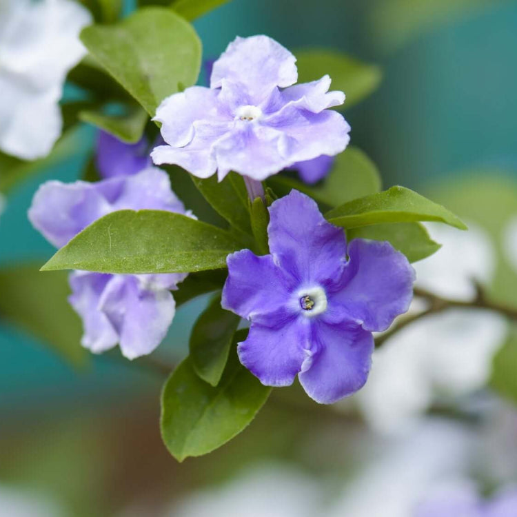 Brunfelsia Seeds 