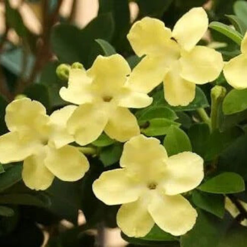 Brunfelsia Seeds 
