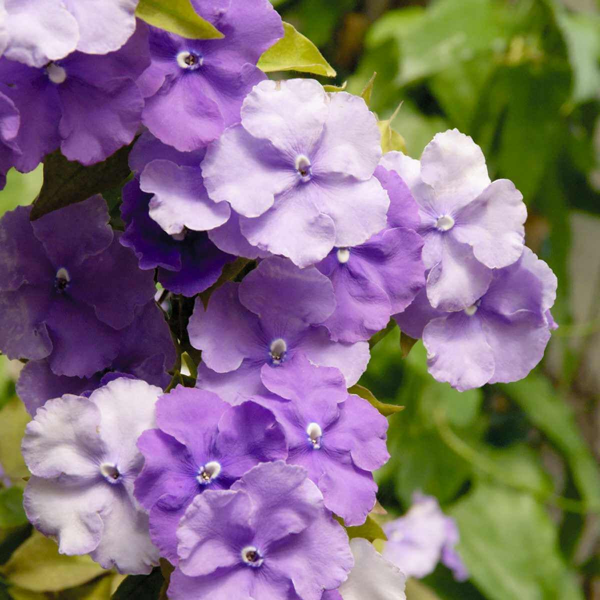 Brunfelsia Seeds – Border