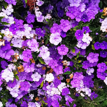 Brunfelsia Seeds – Planting