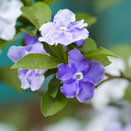 Brunfelsia Seeds – Yesterday, Today, and Tomorrow
