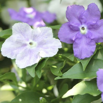 Brunfelsia Seeds – Yesterday, Today, and Tomorrow
