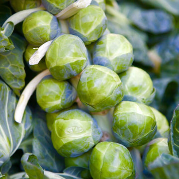 Brussel Sprout Seeds - Rare Heirloom
