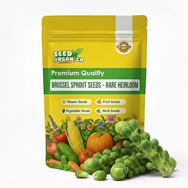 Brussel Sprout Seeds - Rare Heirloom