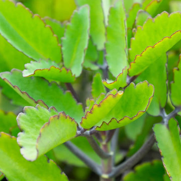 Bryophyllum Pinnatum Seeds - Life Plant
