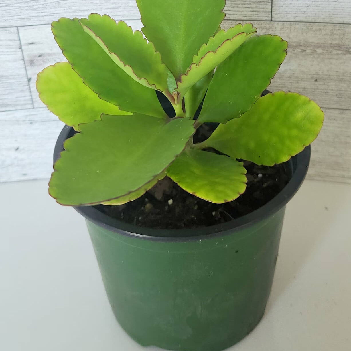 Bryophyllum Pinnatum Seeds - Life Plant
