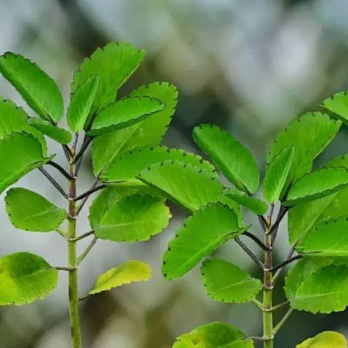 Bryophyllum Pinnatum Seeds - Life Plant
