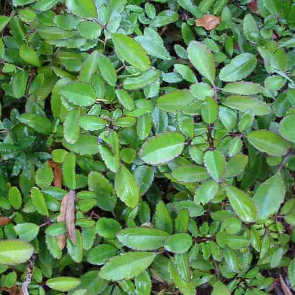 Bryophyllum pinnatum Seeds