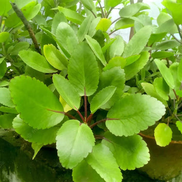 Bryophyllum pinnatum Seeds for Planting 