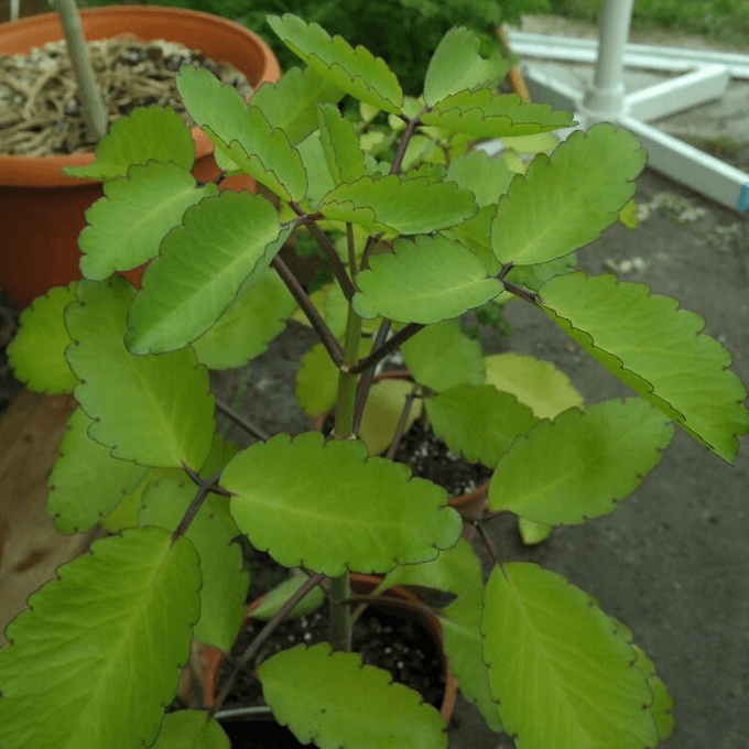 Bryophyllum pinnatum Seeds for Planting 