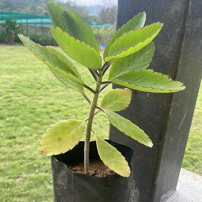 Bryophyllum pinnatum Seeds for Planting 