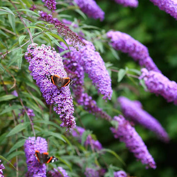 Buddleia Butterfly Bush Seeds - Flower Plant