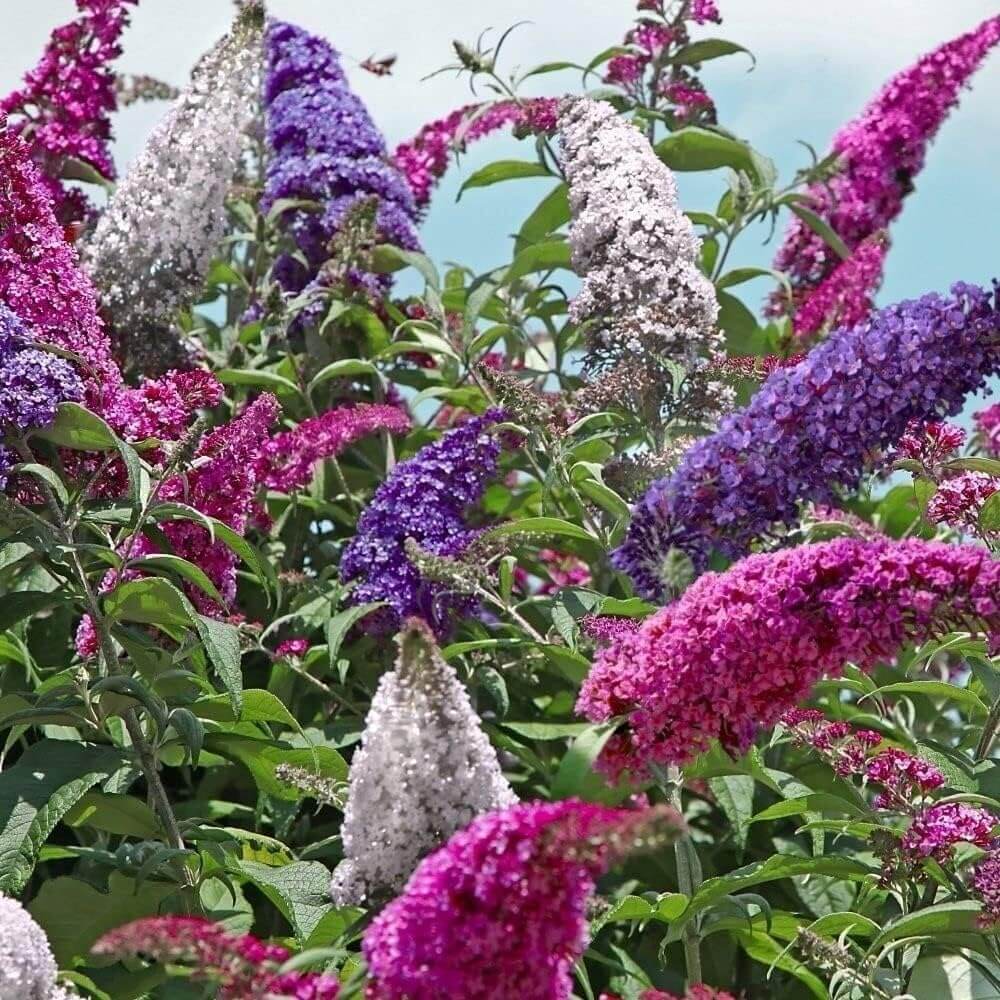 Buddleia Butterfly Bush Seeds - Flower Plant