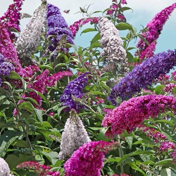 Buddleia Butterfly Bush Seeds - Flower Plant