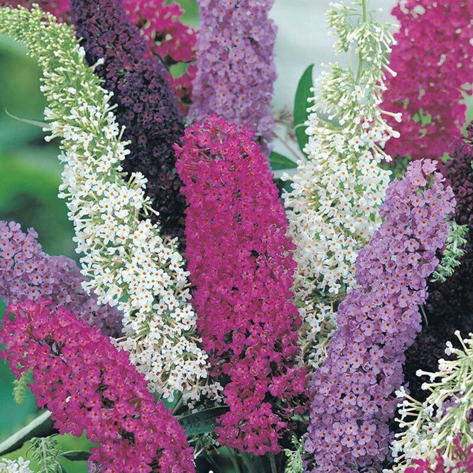 Buddleia Butterfly Bush Seeds - Flower Plant