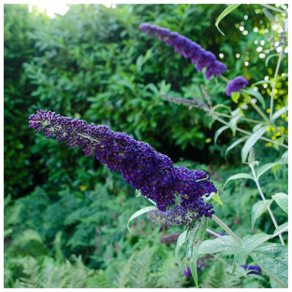 Buddleja Fragrant Purple Butterfly Bush Buddleia Davidii Seeds | Flowering Shrub