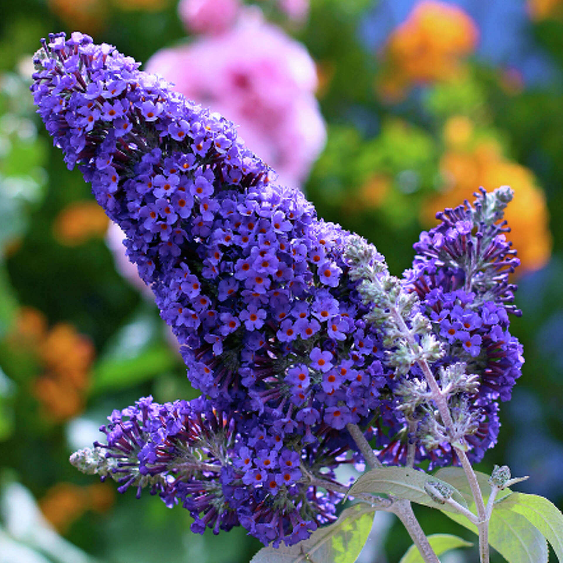 Buddleia Davidii Seeds – Purple Butterfly Bush, Fragrant , Drought Tolerant
