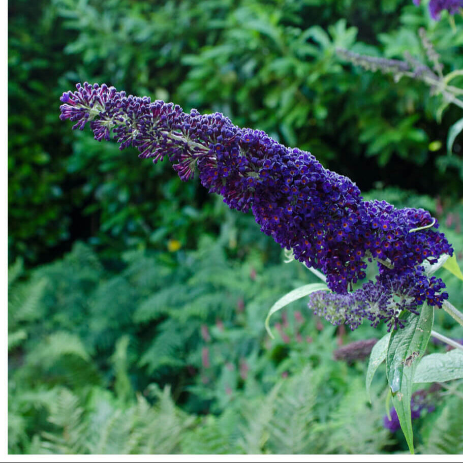Buddleia Davidii Seeds – Purple Butterfly Bush, Fragrant , Drought Tolerant
