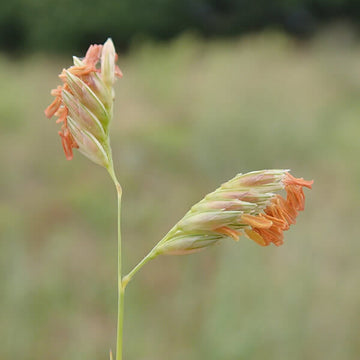 Buffalo Grass Seeds – Bouteloua Dactyloides
