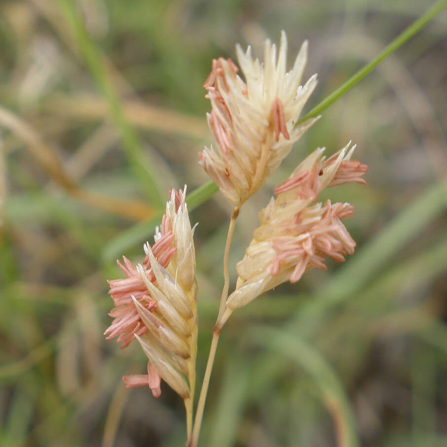 Buffalo Grass Seeds – Bouteloua Dactyloides
