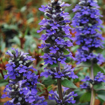 Bugleweed Seeds