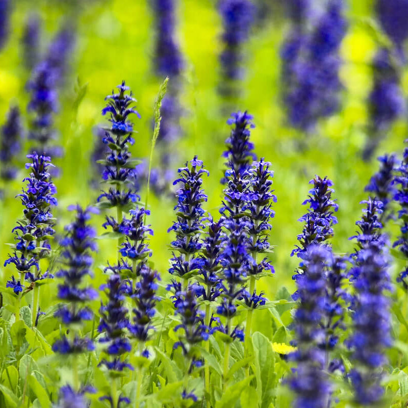 Bugleweed Seeds