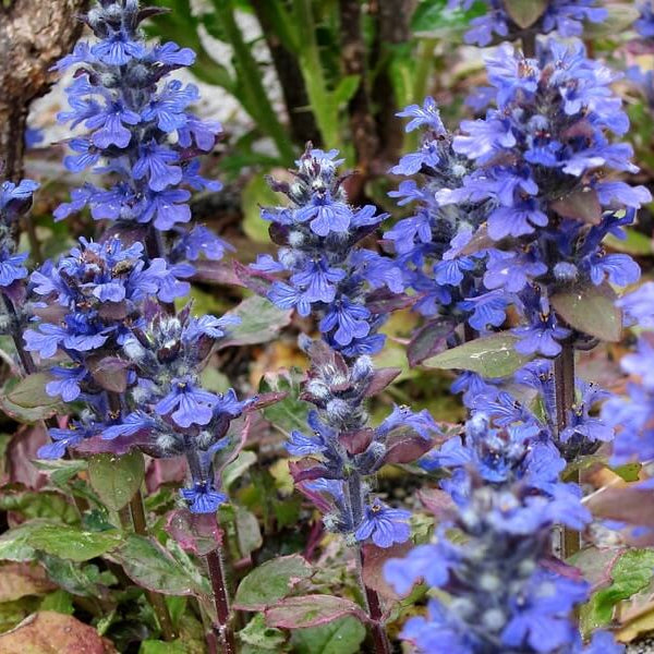 Bugleweed Seeds