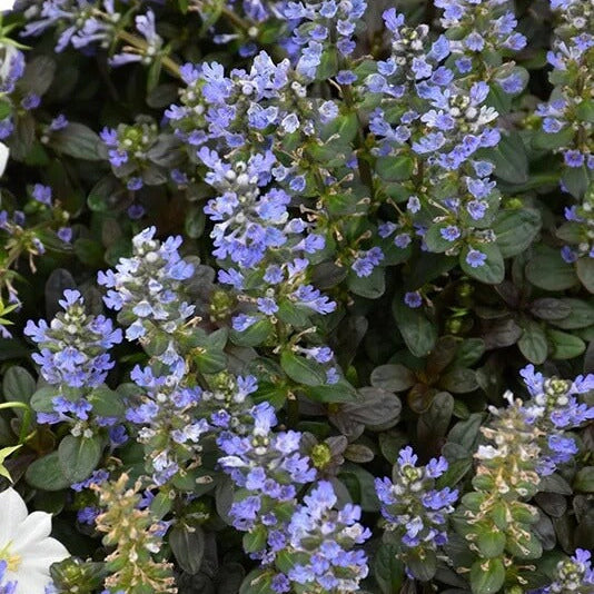 Bugleweed Seeds