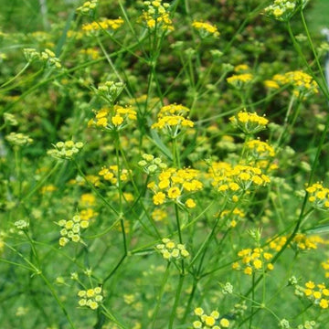 Bupleurum Seeds – Golden Blooms
