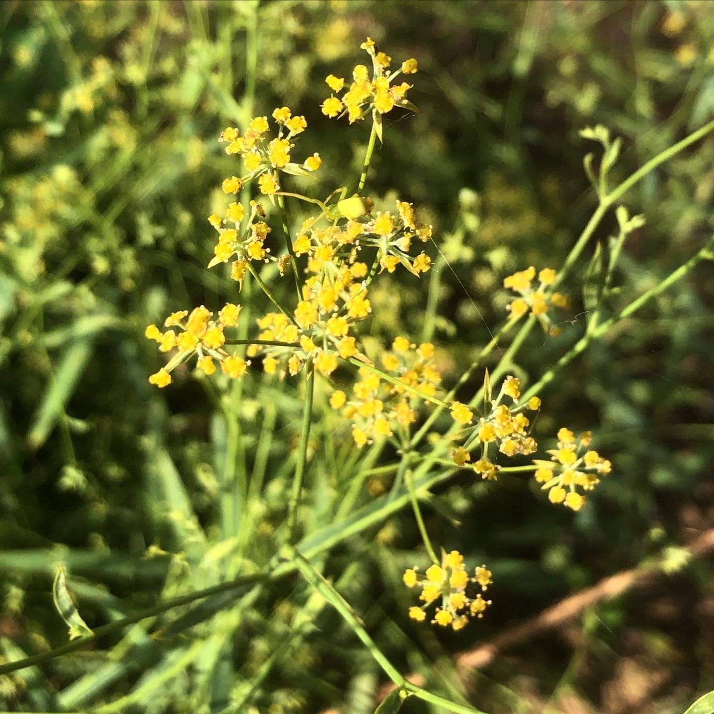 Bupleurum Seeds – Golden Blooms
