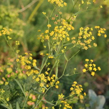 Bupleurum Seeds – Golden Blooms

