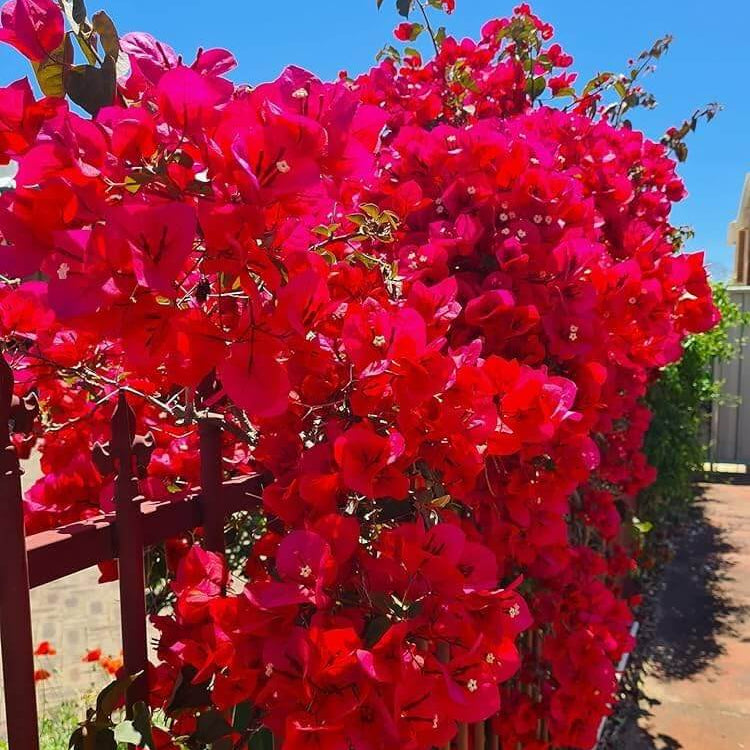 Burgundy Bougainvillea Seeds - Flower Plant