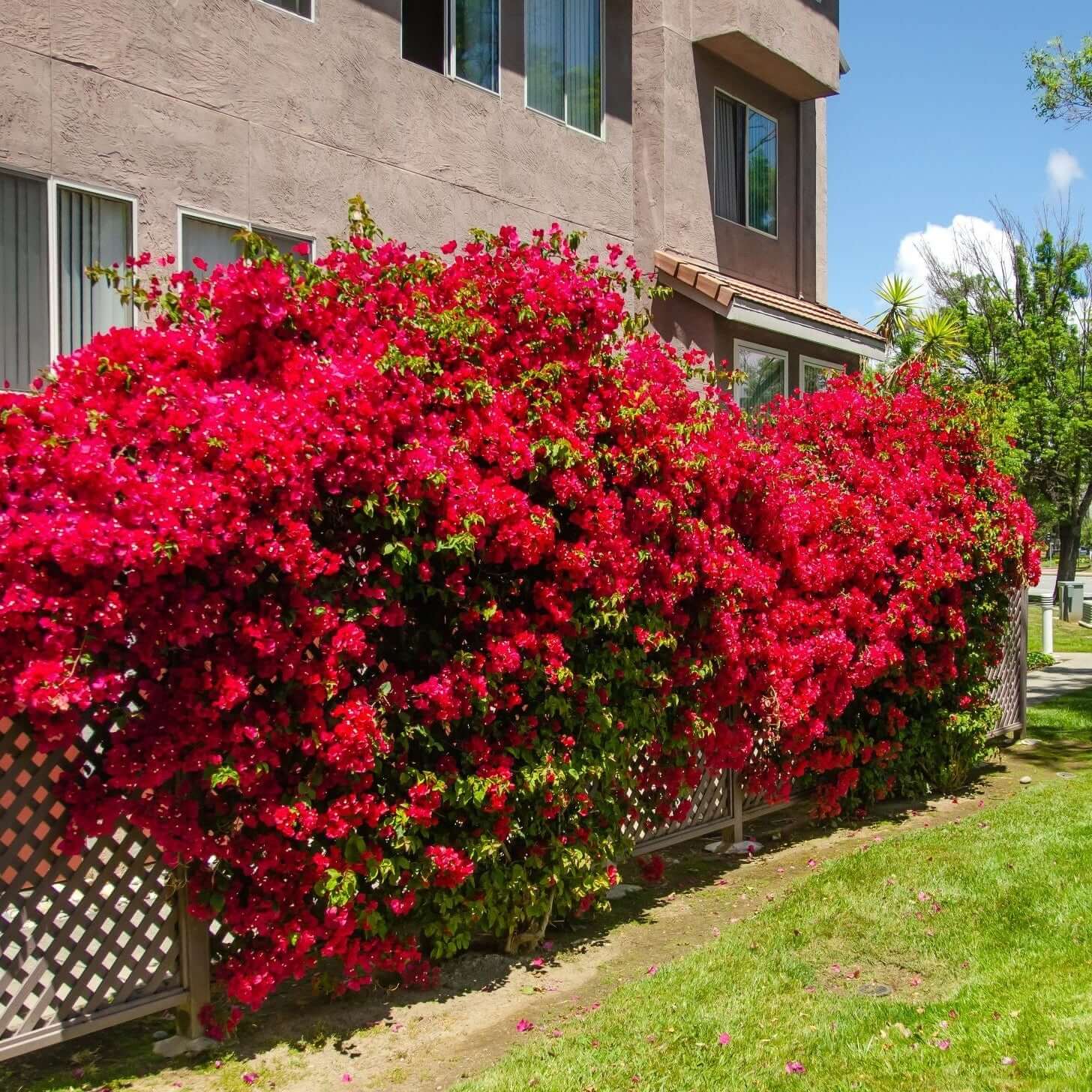 Burgundy Bougainvillea Seeds - Flower Plant