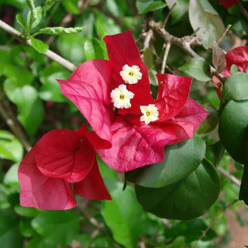 Burgundy Bougainvillea Seeds - Flower Plant