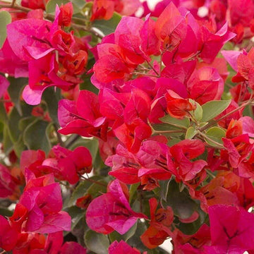 Burgundy Bougainvillea Seeds - Flower Plant