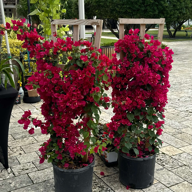 Burgundy Bougainvillea Seeds - Flower Plant
