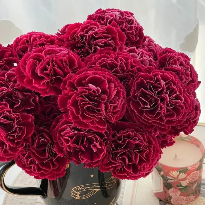 Burgundy Carnation Seeds