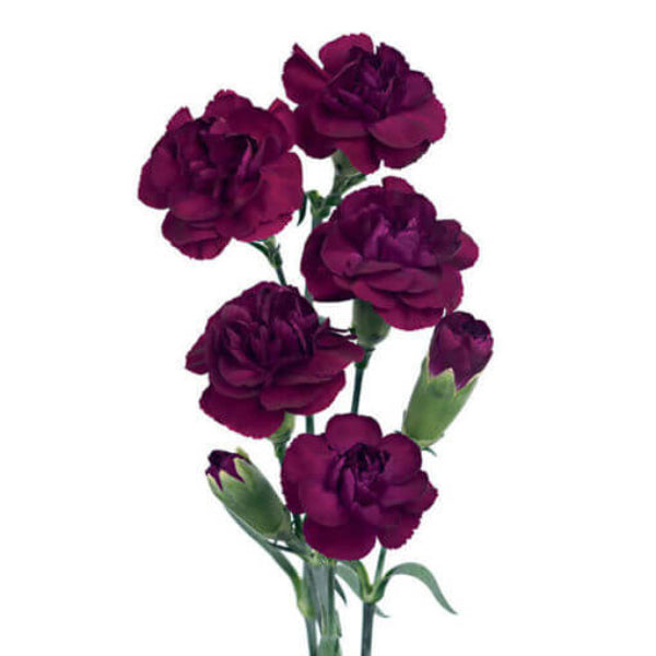 Burgundy Carnation Seeds