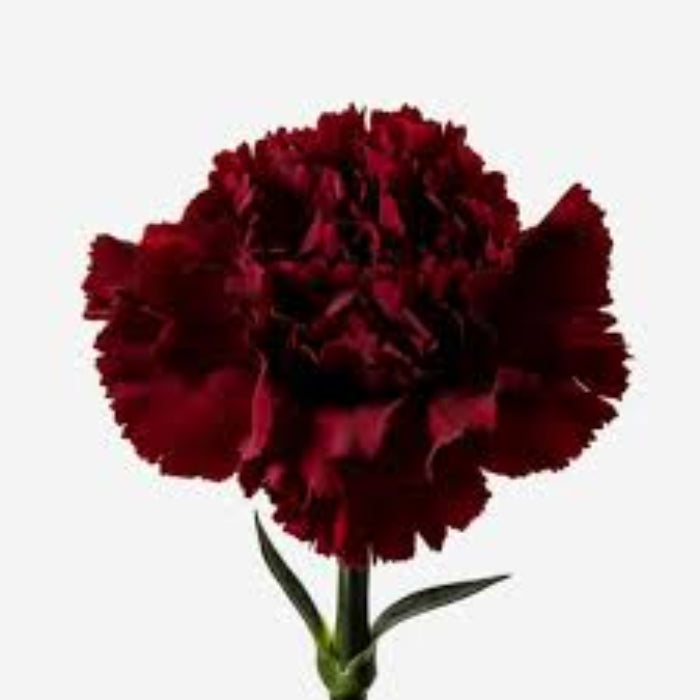 Burgundy Carnation Seeds