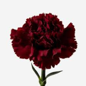 Burgundy Carnation Seeds