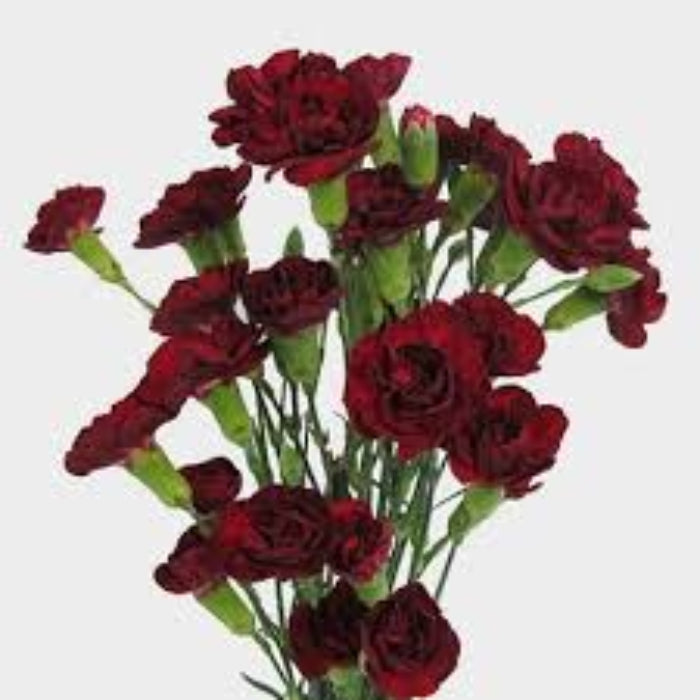 Burgundy Carnation Seeds