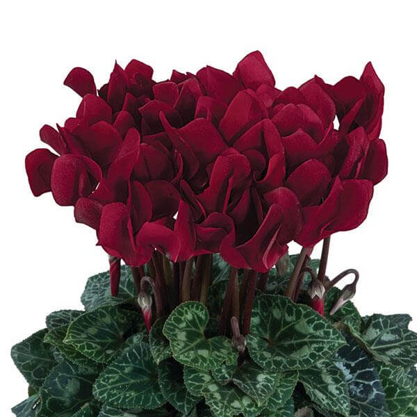 Burgundy Cyclamen Seeds - Flower Plant