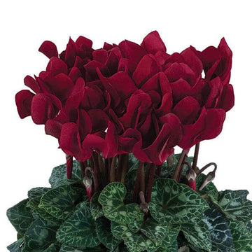 Burgundy Cyclamen Seeds - Flower Plant