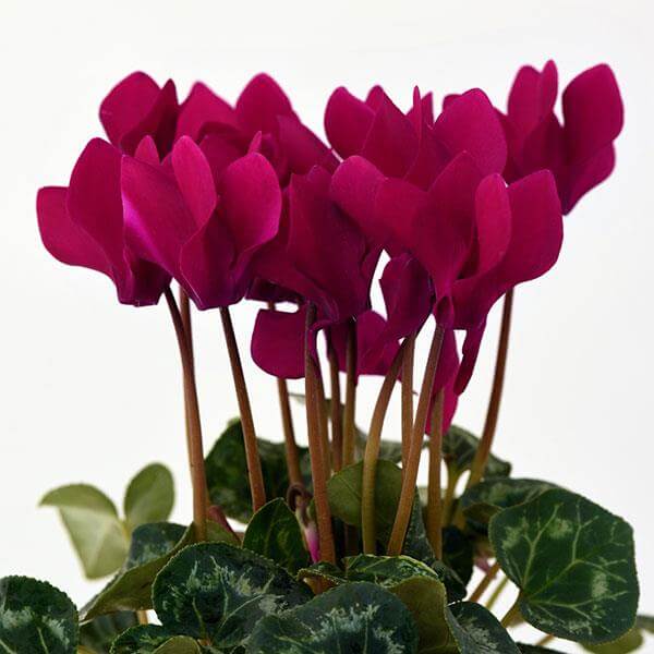 Burgundy Cyclamen Seeds - Flower Plant
